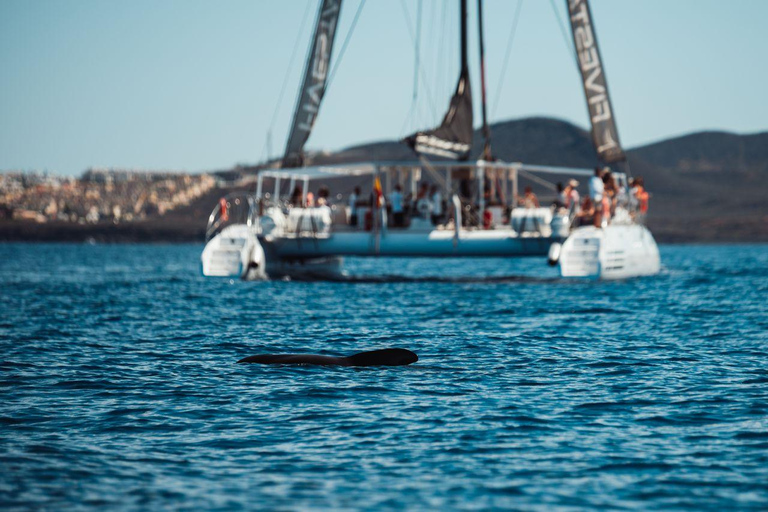 Tenerife: Cruzeiro de Catamarã com Brunch e Bebidas IlimitadasAssento normal