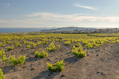 Santorin : Visite semi-privée de 4,5 heures "Through the Grapevine" (à travers la vigne)Visite du matin