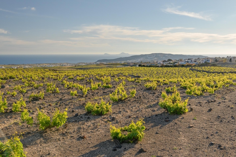 Santorin : Visite semi-privée de 4,5 heures "Through the Grapevine" (à travers la vigne)Visite du matin