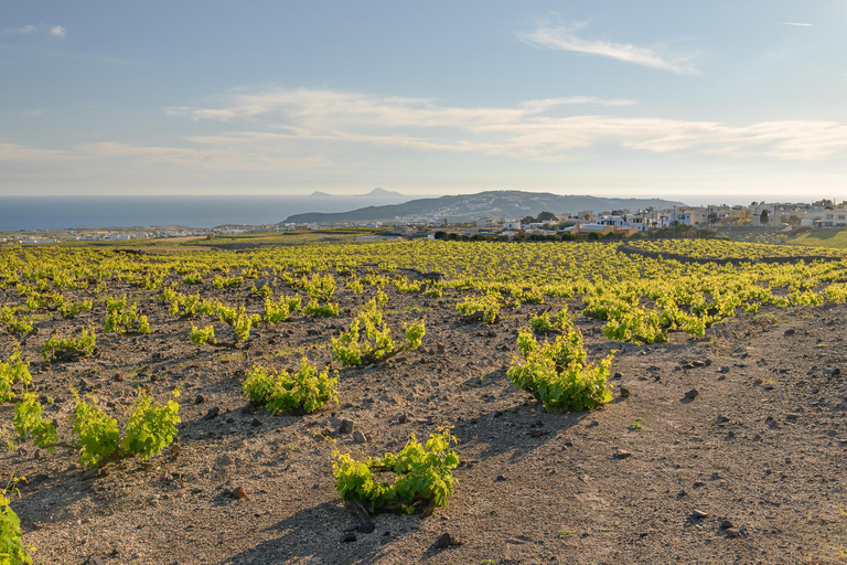 Santorini: semi-privérondleiding van 4,5 uur door de wijnstokkenRondleiding in de middag