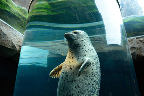 Sapporo: Asahiyama Zoo and Blue Pond Day Trip