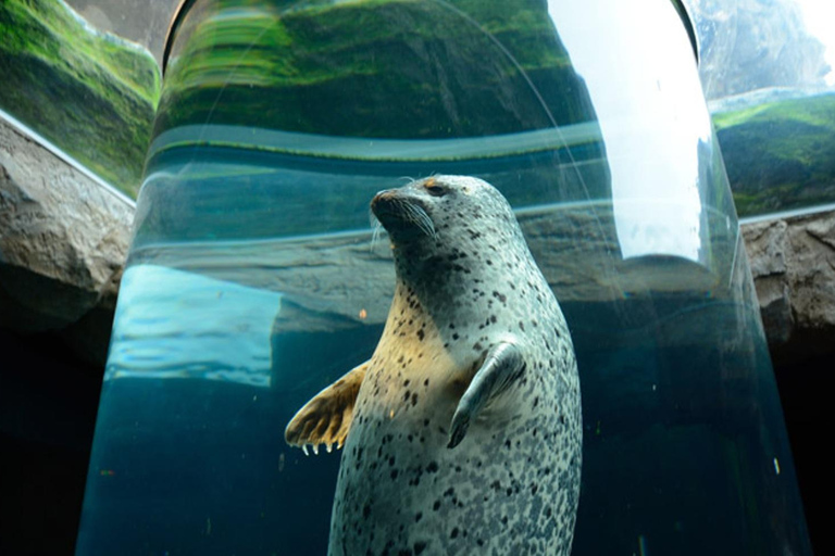 Sapporo: Asahiyama Zoo and Blue Pond Day Trip