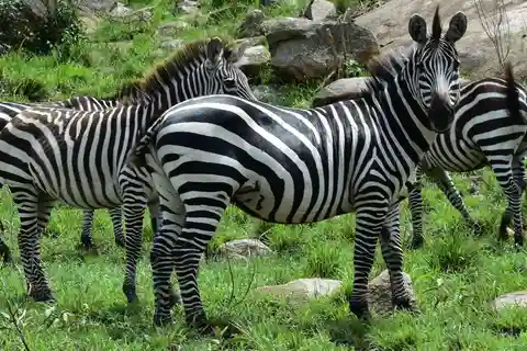 Safari de 3 días en el Paraíso, Tanzania