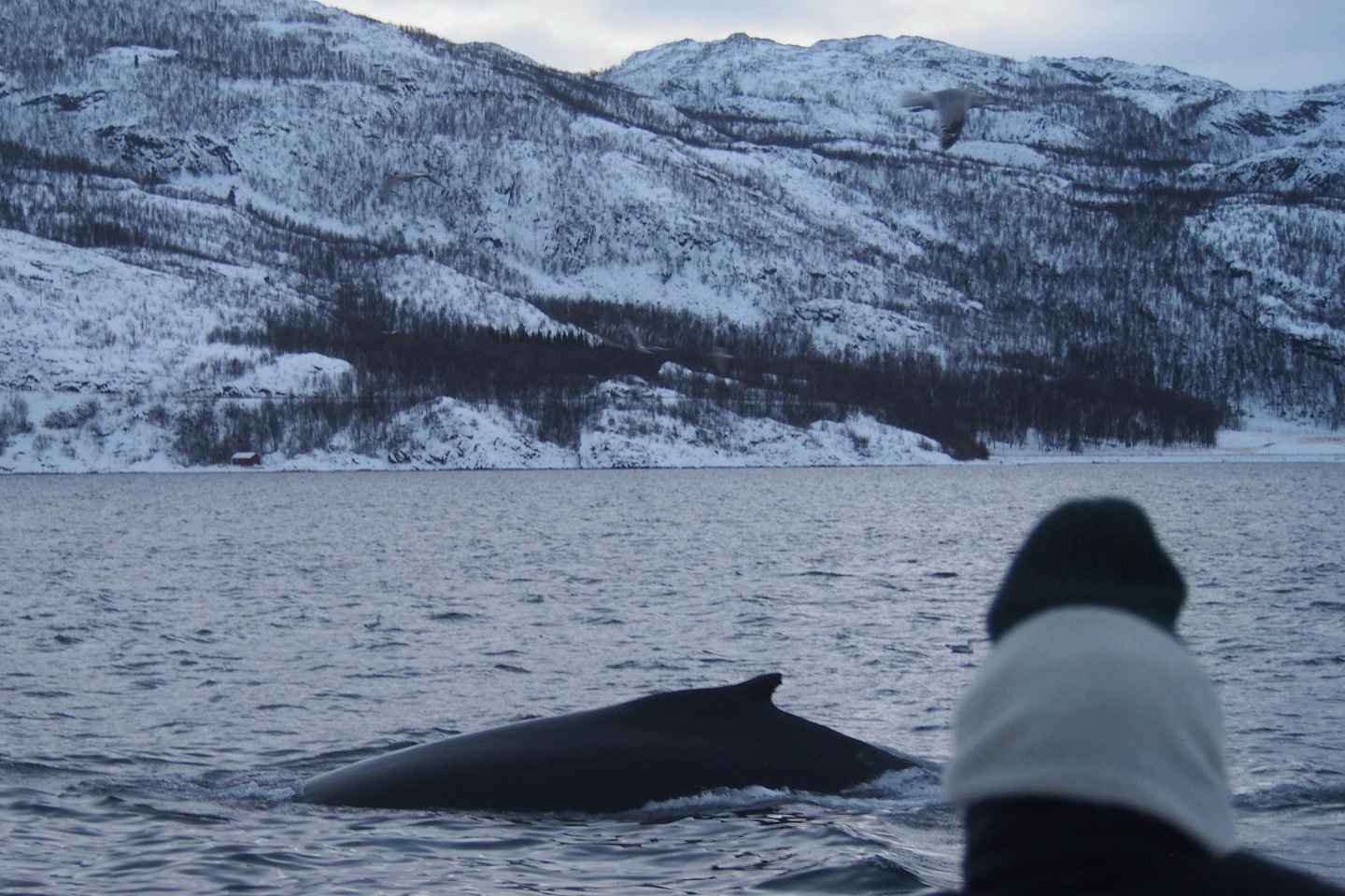 From Alta: Small group Whale watching