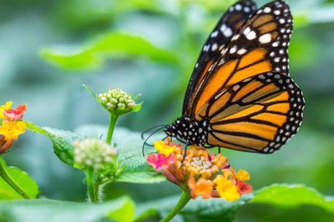 Sansibar: Schmetterlingszentrum, Kuza-Höhle und Mtende Beach Tour