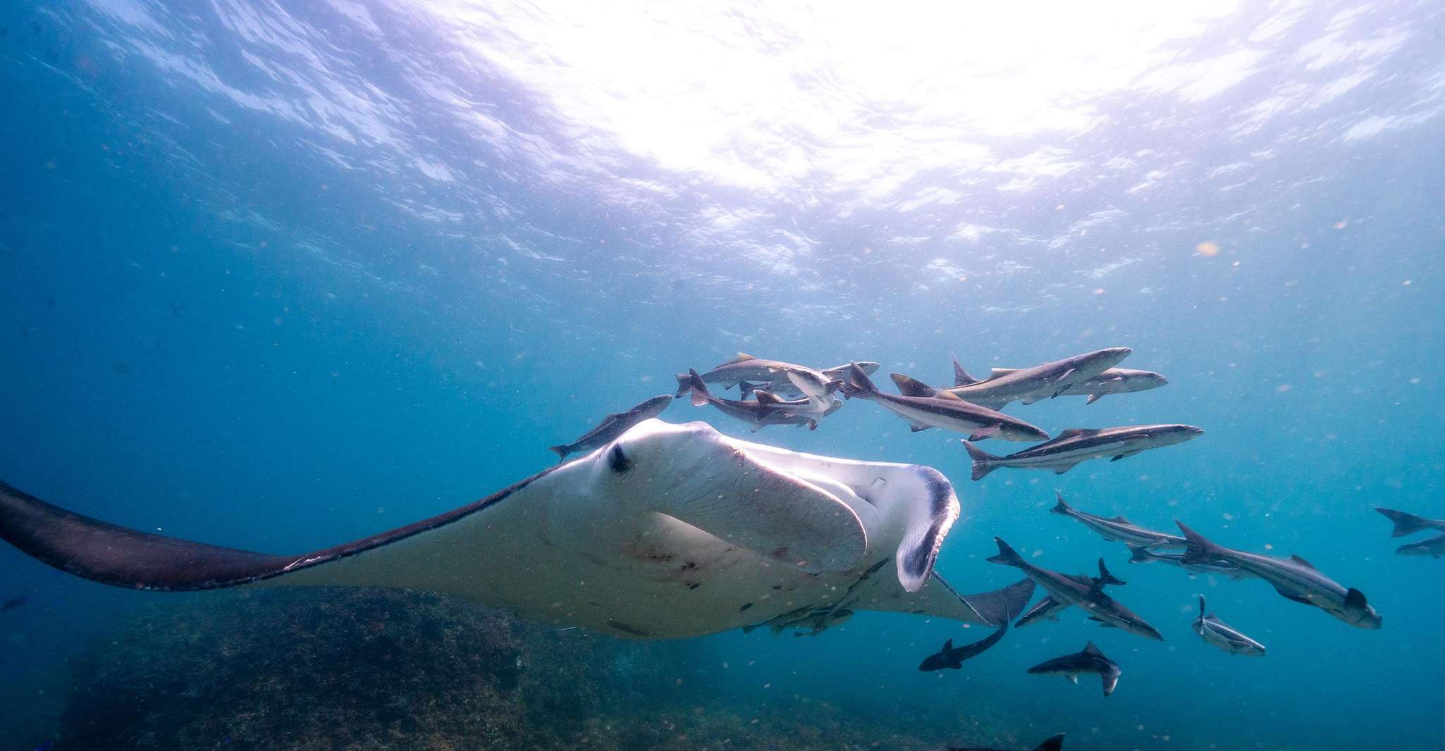 Byron Bay: Snorkeling Tour at Julian Rocks, Nguthungulli photo 15