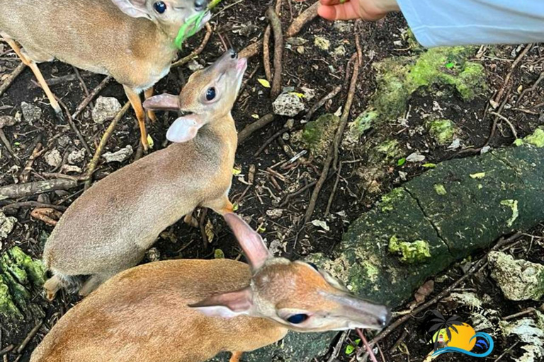 Sansibar: Tierschutz im Kilosa Zoo &amp; Dau-Fahrt bei Sonnenuntergang