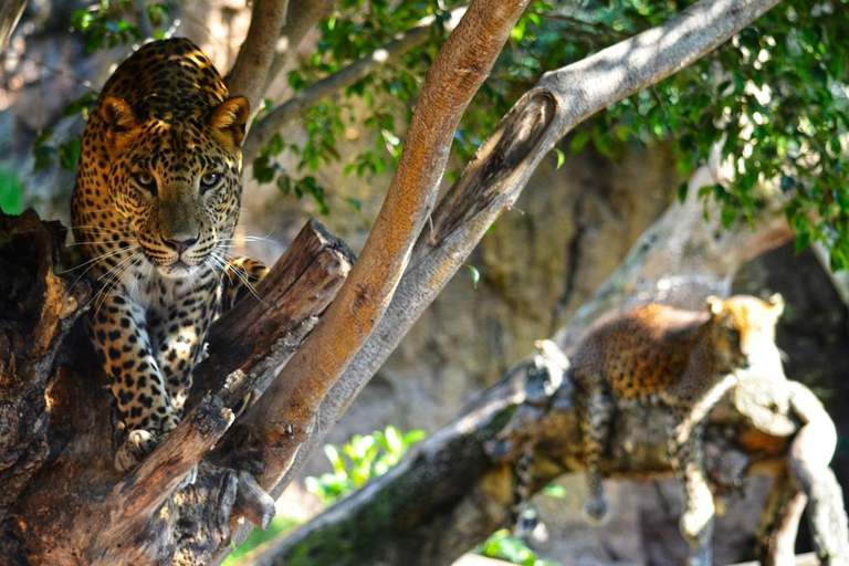 Walencja: Bilet wstępu do Bioparc Valencia