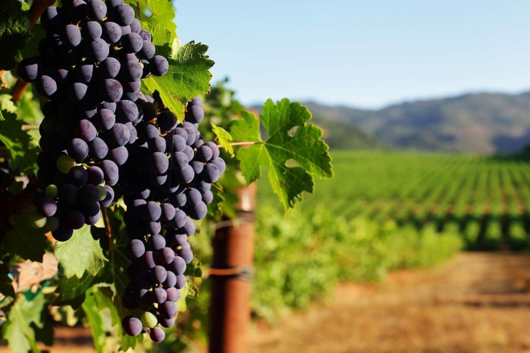 Desde Sesimbra: tour de degustación de vinos y cultura de Arrábida de día completo