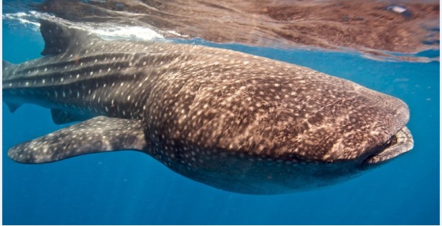 Visit Holbox: Whale Shark Snorkeling Tour in Holbox