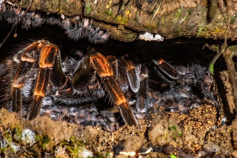 Monteverde: Epiphyte Trail – Orchids, Birds & Wildlife