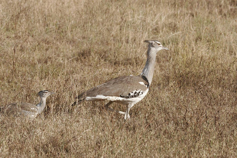 SAFARI EN AVION DE JOUR : DE ZANZIBAR AU PARC NATIONAL DE MIKUMI