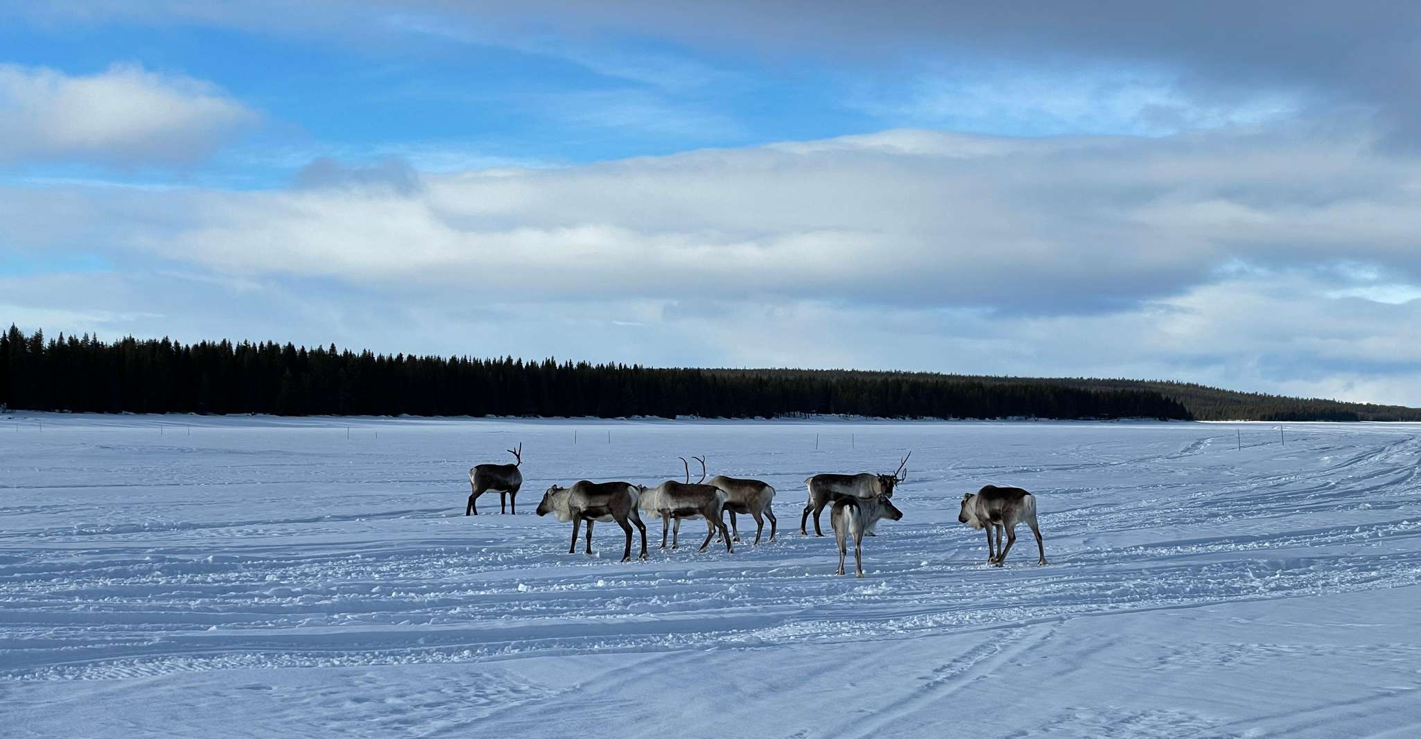 Kiruna, Geführte morgendliche Schneemobiltour (8,30) und fika - Hizvo