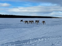 Kiruna, Visite guidée en motoneige (8,30) et fika - Hizvo