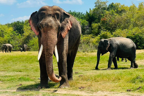 From Sigiriya: Private Safari Tour with Hotel Transfer