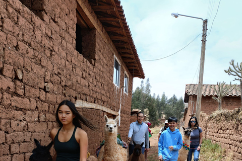 The Llama Hiking & History Experience in Racchi Ayllo