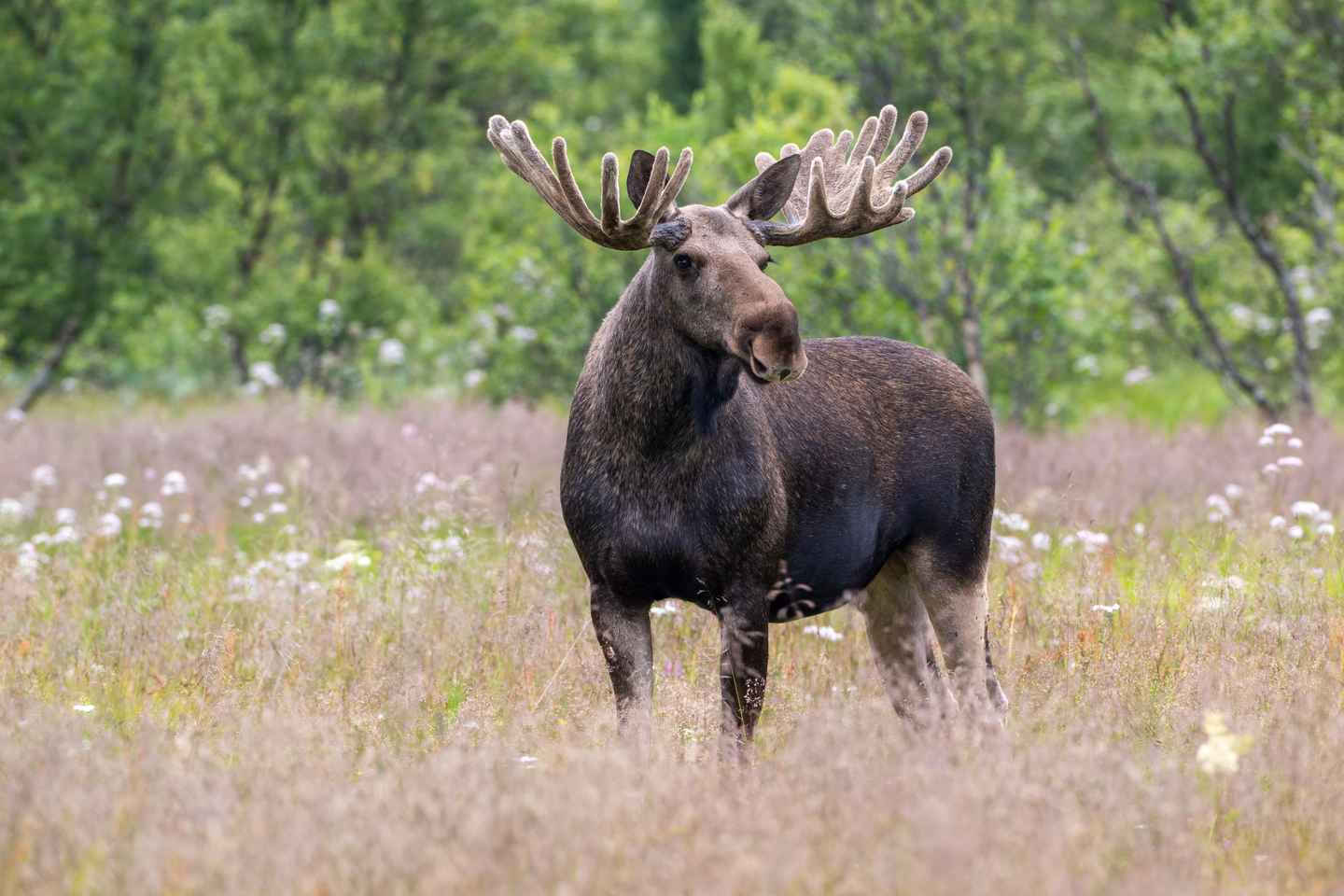 Sortland: Andøya Scenic Route & Wildlife Tour