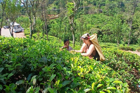 ELLA Lipton Seat Tea Test & Pluck 9Arch, Waterfalls, & Food Lipton's Seat, Little Adam Peak, 9 Arch, Ravana Waterfalls