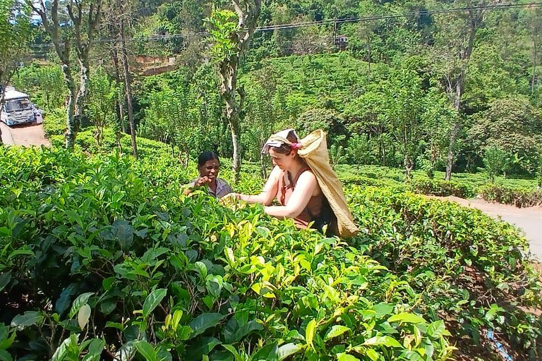 ELLA Lipton Seat Tea Test & Pluck 9Arch, Waterfalls, & Food Lipton's Seat, Little Adam Peak, 9 Arch, Ravana Waterfalls