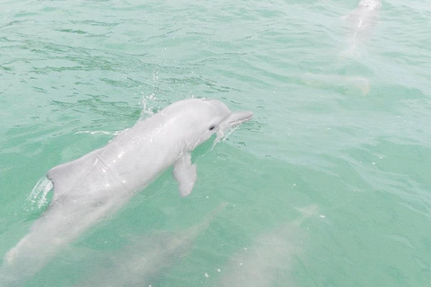 Koh Samui : Excursion en catamaran à moteur rapide pour les dauphins et les trois îles