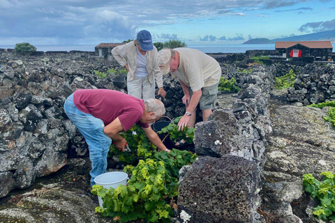 Pico Island: Wine Tasting, Independent Producers & Culture