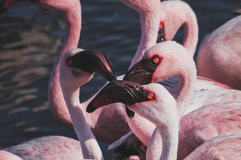 04 Days Swakopmund and Sossusvlei Guided Tour