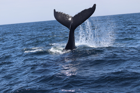 Morro Bay: Whale Watching with Lost Isle Adventures