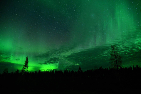 Rovaniemi: Comboio da Aurora para o Wilderness Camp