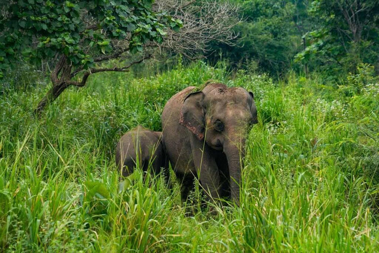 Sigiriya: Elephant Migration Safari at Hurulu Eco Park