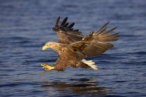 Inverness: Lochs, Wasserfälle und Rewilding-Erlebnis