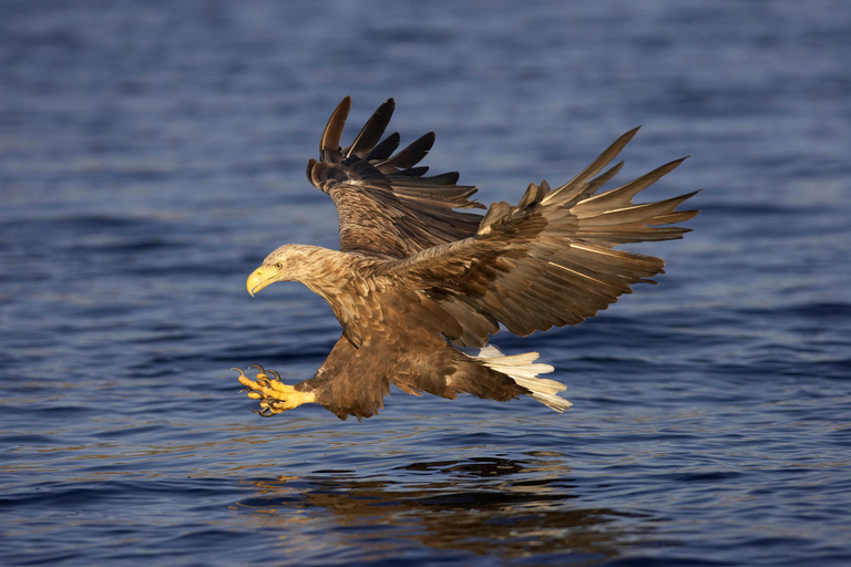 Inverness: lagos, cascadas y una experiencia de recuperación de la naturalezaInverness: Lochs, Cascadas y Experiencia Rewilding