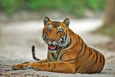 From New Delhi: Golden Triangle Tour with Ranthambore SafariFrom Delhi: Golden Triangle Private Tour with Taj Mahal