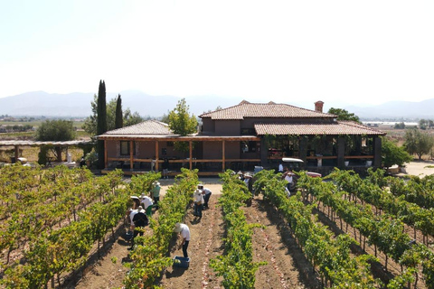 Visite de la vallée de Guadalupe : dégustations de vins inclusesCircuit dans la vallée de Guadalupe : dégustations de vins incluses