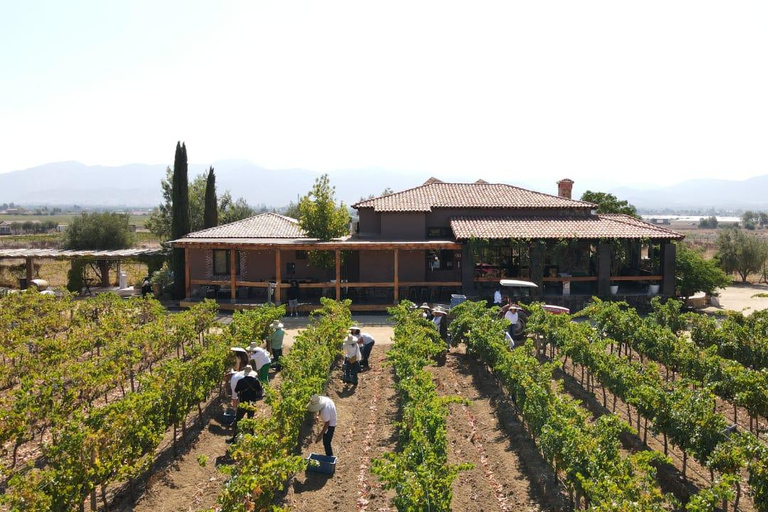 Visite de la vallée de Guadalupe : dégustations de vins inclusesCircuit dans la vallée de Guadalupe : dégustations de vins incluses