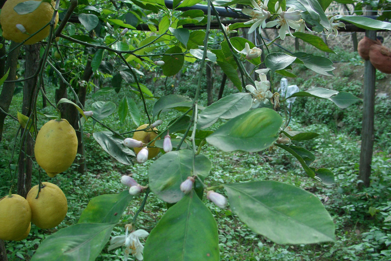 Sorrento: Walking Tour in Lemon Garden w/ Food Tasting
