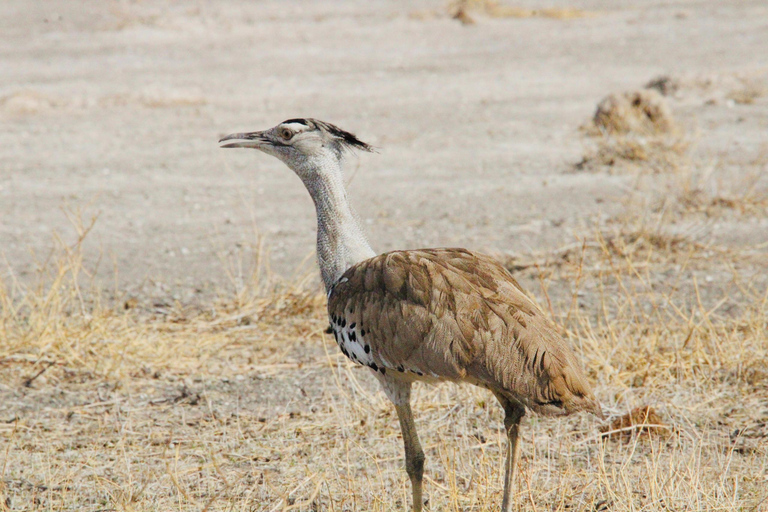 Windhoek: 3-Day Guided Safari in Etosha with Lodge