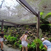 FIJI: Garden of the Sleeping Giant