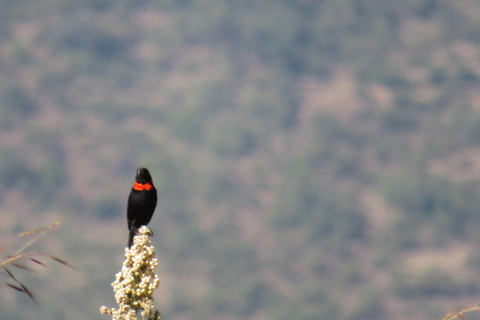 Addis Ababa: 8-Day Bale Mountains Birdwatching Tour