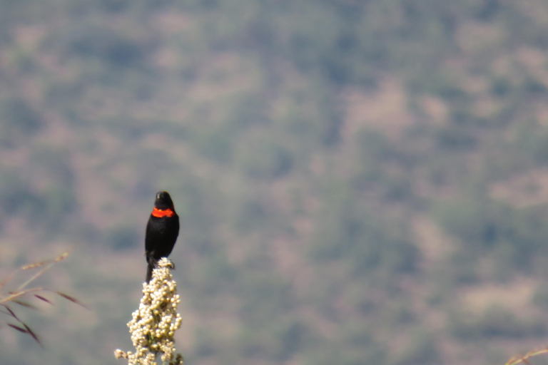 Addis Ababa: 8-Day Bale Mountains Birdwatching Tour