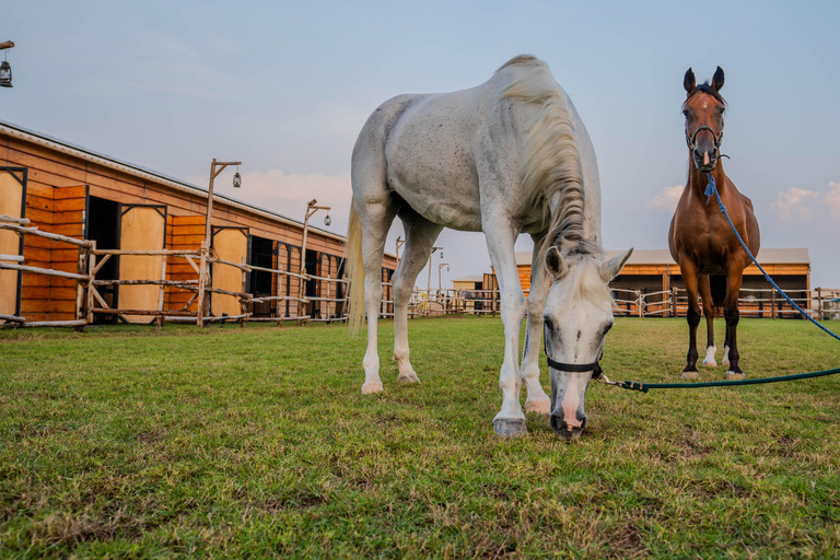 Dubai: Al Marmoom Oasis Horse Riding Experience with Snack 30-Minute Horse Ride with Hotel Pickup and Drop-Off