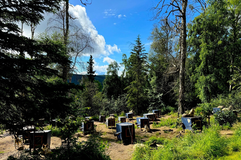 Fairbanks: Siberian Husky Kennel Tour