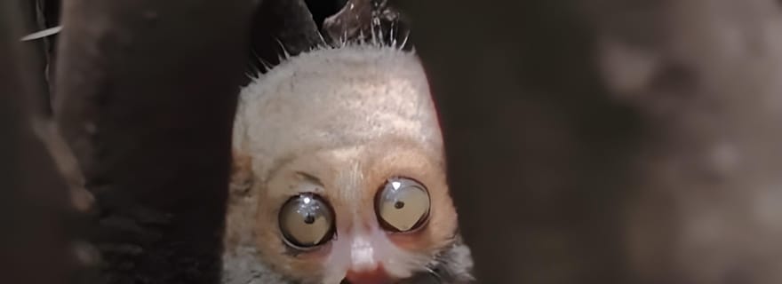 Manado : excursion en kayak dans la mangrove des tarsiers