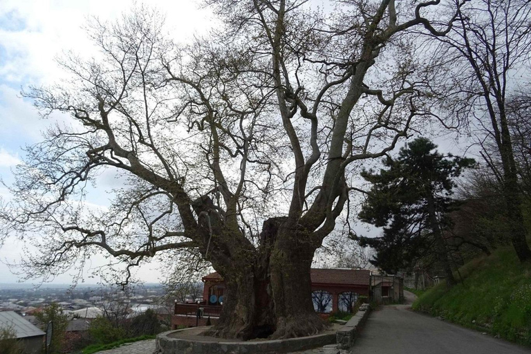 Da Tbilisi alla regione vinicola di Kakheti - Signaghi