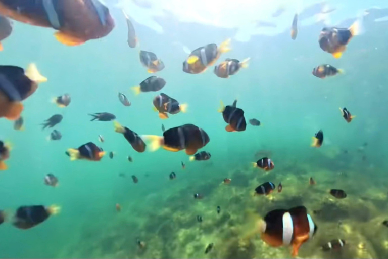 Hong Kong Sai Kung NEMO Clownfish Snorkeling Tour 【Private Tour】Hong Kong: NEMO Clownfish Snorkeling Tour