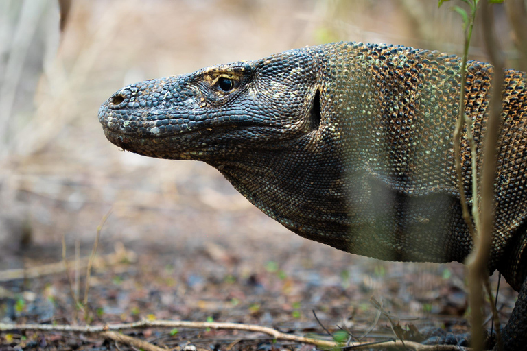 Labuan Bajo: Komodo Park Small Group Boat Tour | 6 Spots
