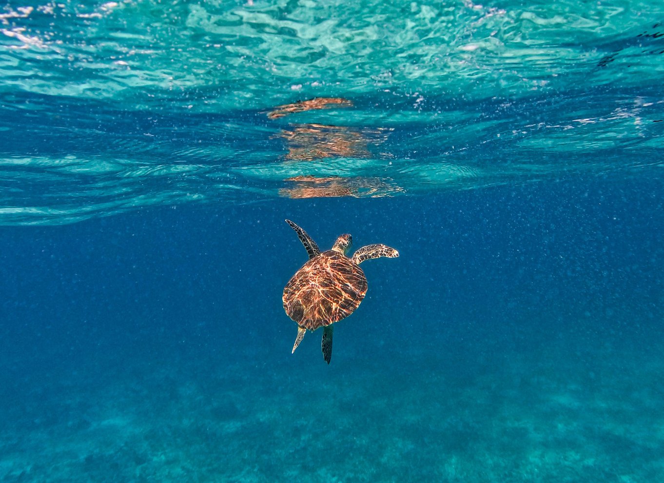 Tulum: 2-timers snorkling på to steder af Tulums rev