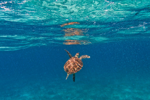 Tulum: Snorkeling at Paradise Reef