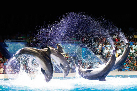 Dubai, Dubai Dubai Dolphinarium Biljetter till delfin-, säl- och fågelshowDelfin- och sälshow (Standard)