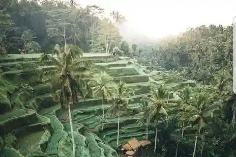 Tour di un giorno dell'area di Ubud con biglietto d'ingresso per le cascate
