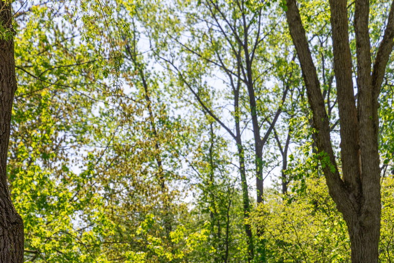 QuebecCity:ebike tours ,parks,public market and microbrewry